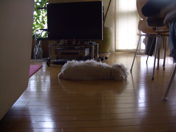 b0107163_1213541.jpg