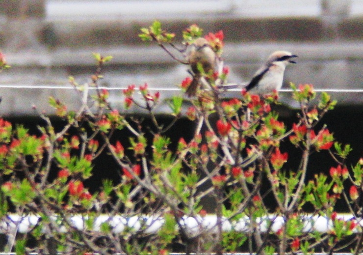 a0053771_1256267.jpg