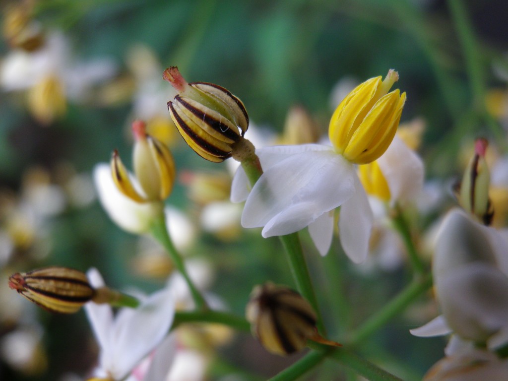 南天の花と堤防の草刈 自然風の自然風だより 南天の花と堤防の草刈 自然風の自然風だより
