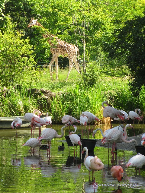 テットドールの動物園 ２ ＋バラ_c0186684_624817.jpg