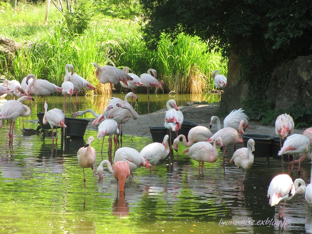 テットドールの動物園 ２ ＋バラ_c0186684_62983.jpg