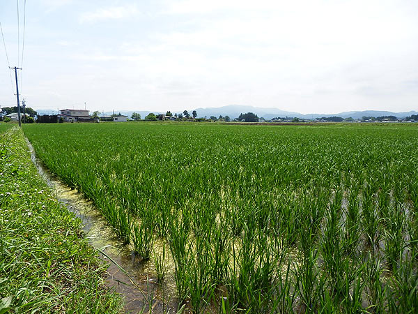 ６月１７日の田んぼ（上目黒小・枝野小）_d0247484_15334023.jpg