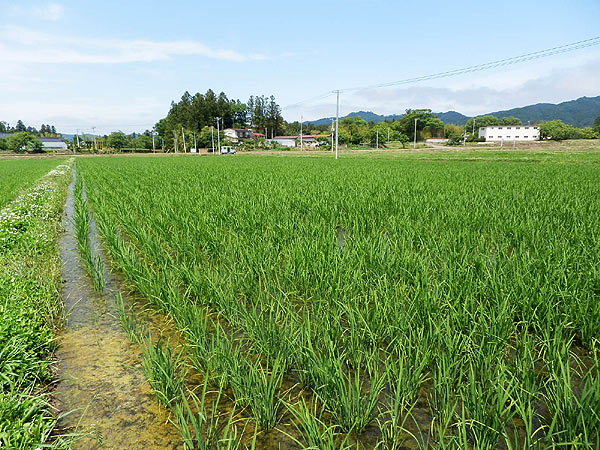 ６月１７日の田んぼ（上目黒小・枝野小）_d0247484_15335579.jpg