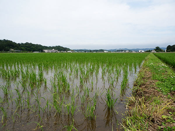 ６月１７日の田んぼ（緑ヶ丘小・北郷小）_d0247484_1612017.jpg