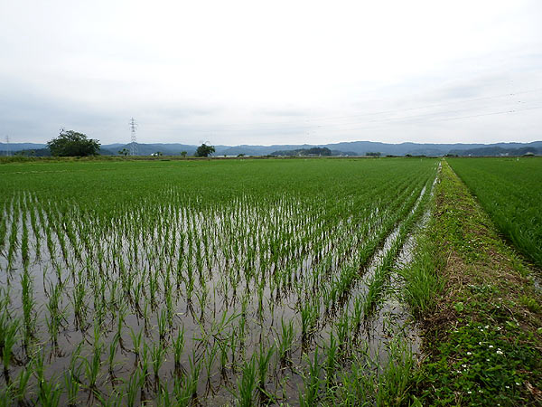 ６月１７日の田んぼ（緑ヶ丘小・北郷小）_d0247484_1614071.jpg