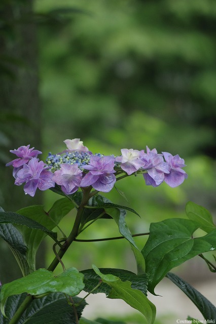 紫陽花の季節…_e0043686_1728322.jpg