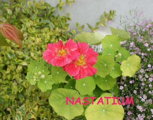 種からナスタチウム（ピンク）、もうすぐ咲きそうです♪_c0139591_11113592.jpg