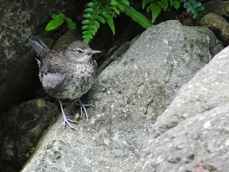 「渓流では保護色」　カワガラス（河烏）/Brown Dipper_a0223993_23424150.jpg