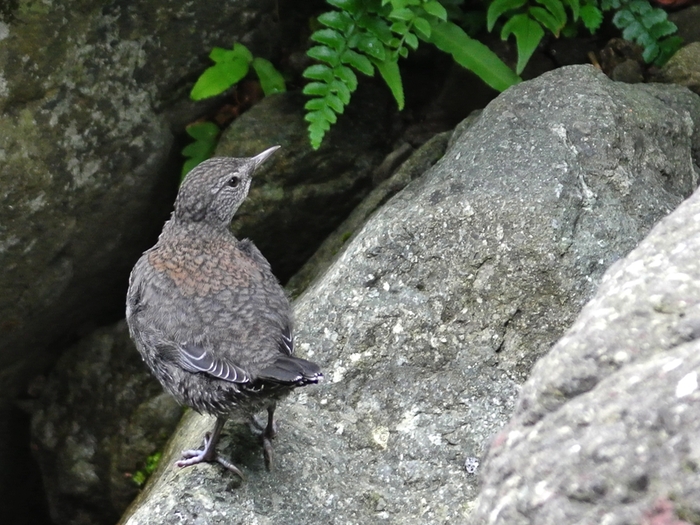 「渓流では保護色」　カワガラス（河烏）/Brown Dipper_a0223993_23433432.jpg