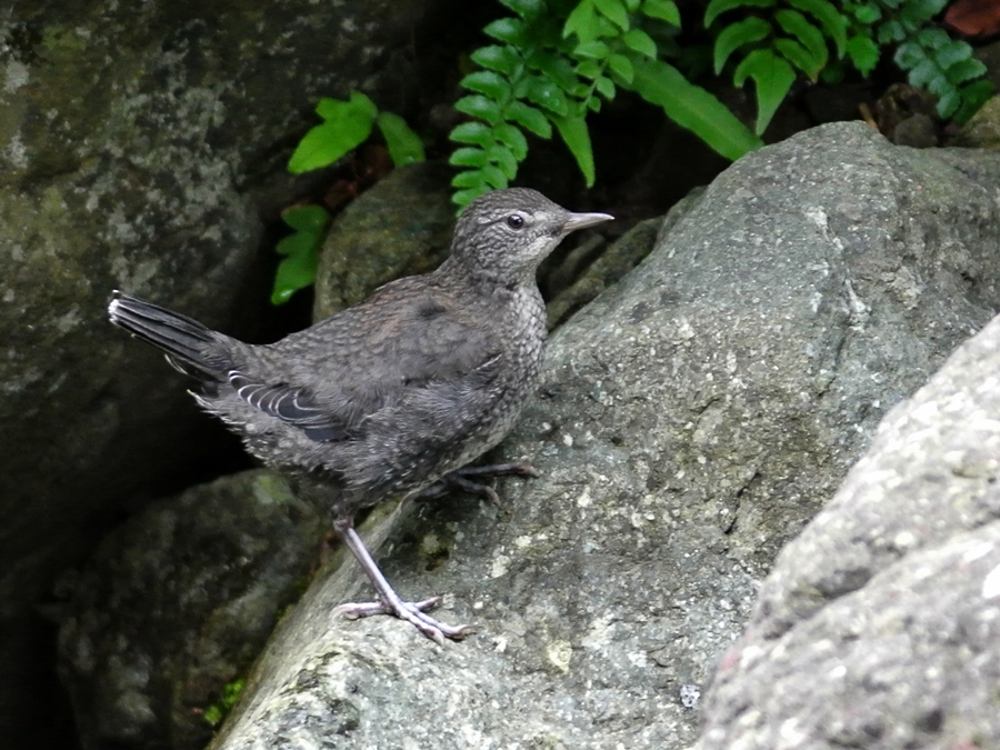 「渓流では保護色」　カワガラス（河烏）/Brown Dipper_a0223993_23434570.jpg