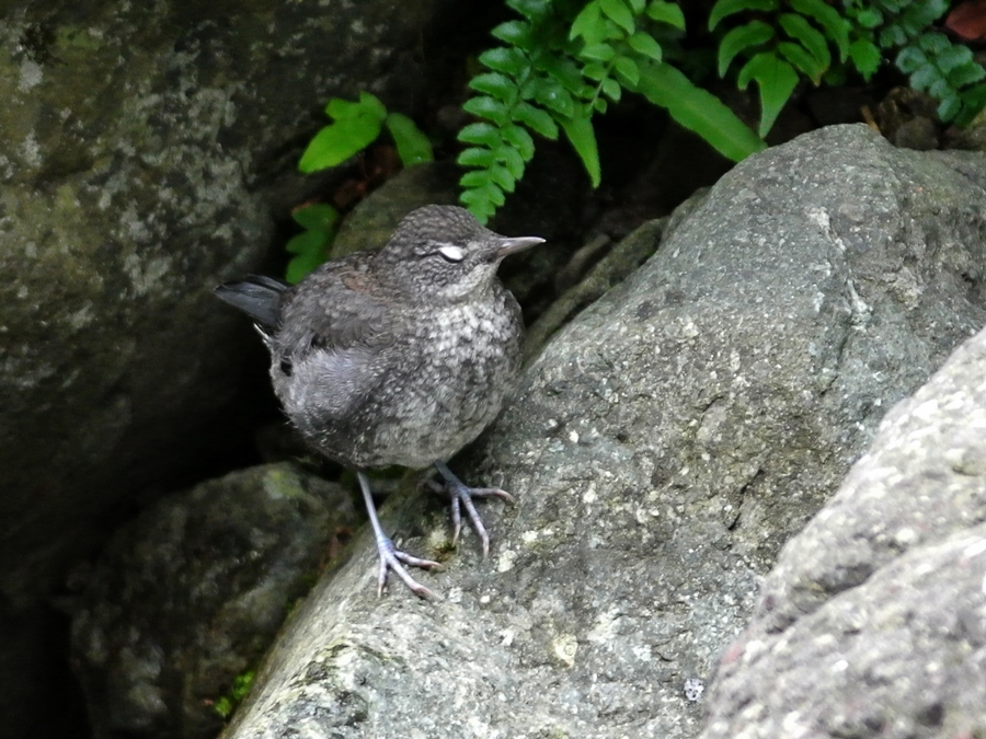 「渓流では保護色」　カワガラス（河烏）/Brown Dipper_a0223993_23442696.jpg