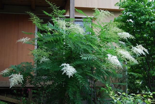 常緑ヤマボウシ/ニワナナカマド 2013_c0124100_1524653.jpg