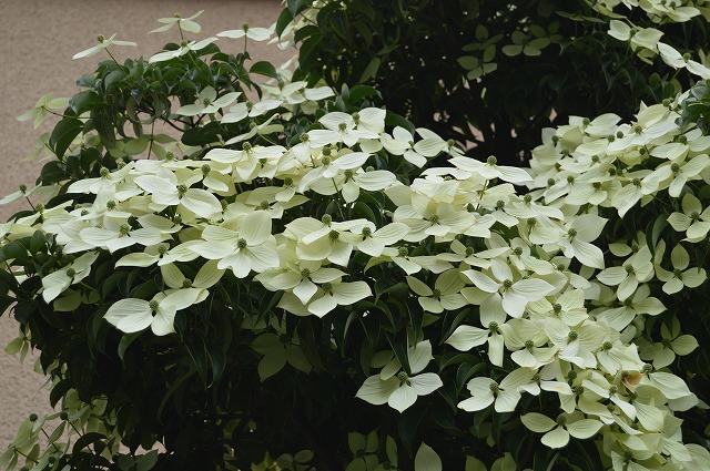 常緑ヤマボウシ/ニワナナカマド 2013_c0124100_1574836.jpg