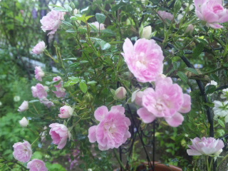c0060308_20243150.jpg