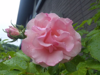 c0060308_20244964.jpg