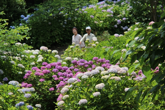 2013・６月１８日　　日運寺紫陽花句会・炊き込みご飯_c0067508_22512591.jpg