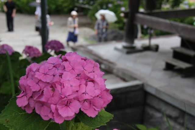 2013・６月１８日　　日運寺紫陽花句会・炊き込みご飯_c0067508_22523828.jpg