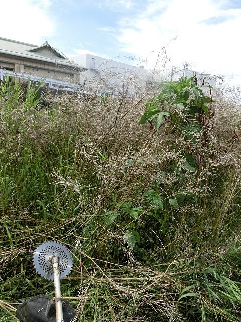 雨上がりの湿気の中「小潤井川　友の会」で草刈り_f0141310_7371772.jpg