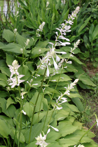 ウルイの花 菜園便り_e0048413_2135437.jpg