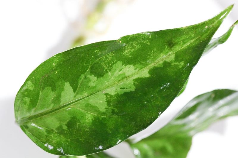 Aglaonema pictum Tricolor \"Proto Ache β\" (LA) #1_a0141717_12415791.jpg