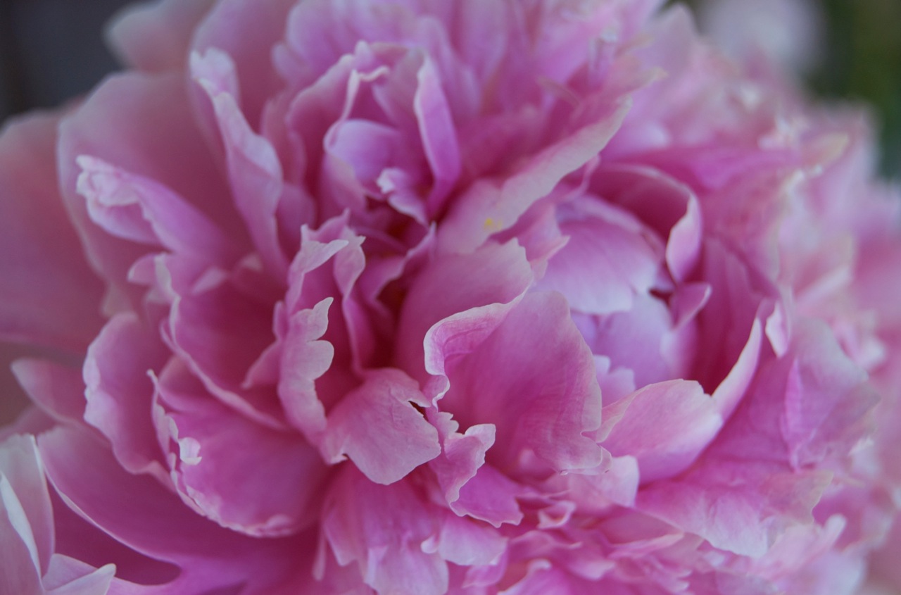 Peony (ピオニー、芍薬)_b0129324_71353100.jpg