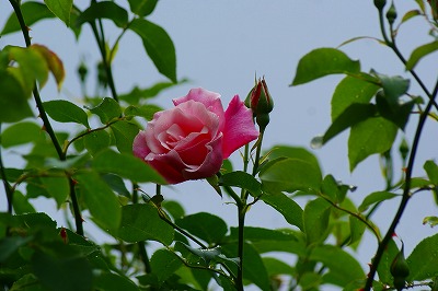 f0170524_9225196.jpg