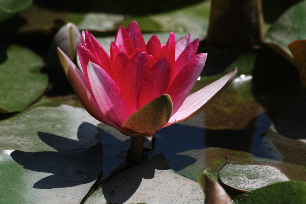 水元公園葛飾菖蒲まつり2013　～中編・睡蓮の純白～_c0223825_1505189.jpg