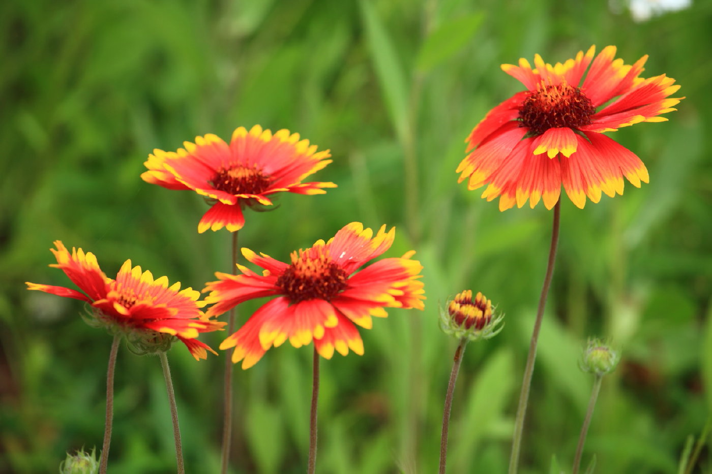 山道の花_b0164726_22124255.jpg