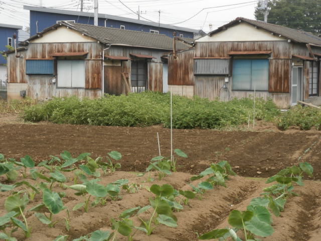 八潮市垳川界隈より。_a0214329_19435474.jpg