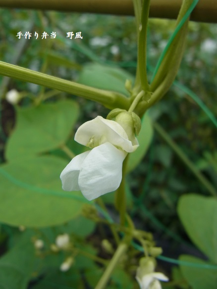 2013年　春夏野菜の様子_b0244034_13735100.jpg