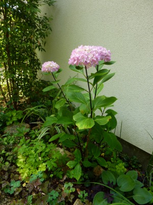 アジサイの色が変わったー Ph測定 Yoko Gardenの小部屋 アジサイの色が変わったー Ph測定 Yoko Gardenの小部屋