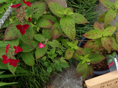 c0097838_14322048.jpg