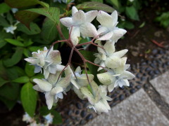 c0097838_14425723.jpg