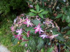 c0097838_14432353.jpg