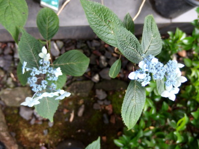 c0097838_14515490.jpg