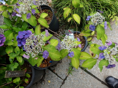 c0097838_15563785.jpg