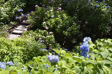 約60種1万株　奈良県随一のあじさいの古刹　矢田寺_a0100742_8283281.jpg