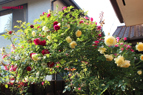 MyRoseGarden 44 ～バラのトンネル周辺2～_a0249051_23582458.jpg