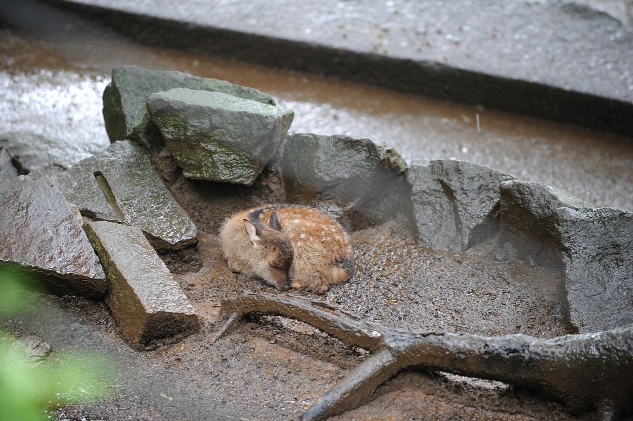 雨の中のバンビちゃん_a0142056_21411298.jpg