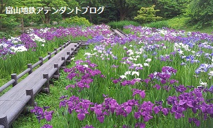富山地鉄の花便り♪しょうぶ祭り_a0243562_15154585.jpg
