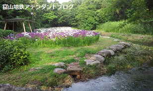 富山地鉄の花便り♪しょうぶ祭り_a0243562_15243582.jpg