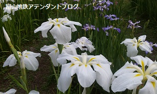 富山地鉄の花便り♪しょうぶ祭り_a0243562_15375159.jpg