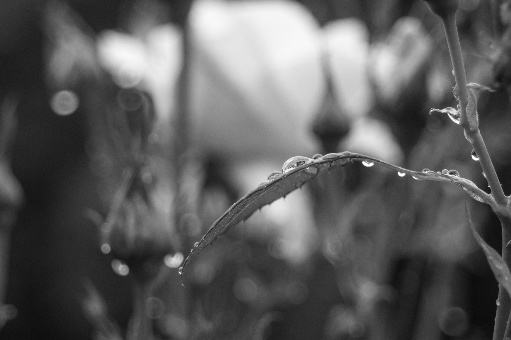 梅雨空からの贈り物。_c0260264_19431224.jpg