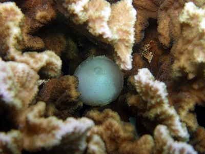 「コブシメの卵がたくさん産み付けられてます！」_b0033573_22231639.jpg