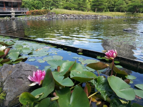 白鳥庭園の睡蓮_d0224673_891056.jpg