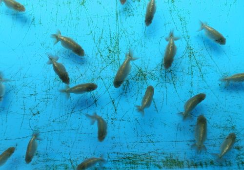 黒子 金魚一番 らんちゅう飼育メモ
