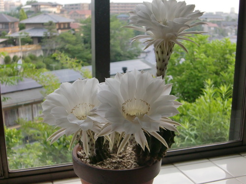 a0125981_16544496.jpg