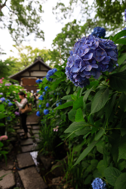 藤森神社へ_f0224083_037776.jpg