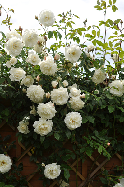 Flower Workshop+おやつの時間 : June　と庭のバラ。_c0021891_23393319.jpg