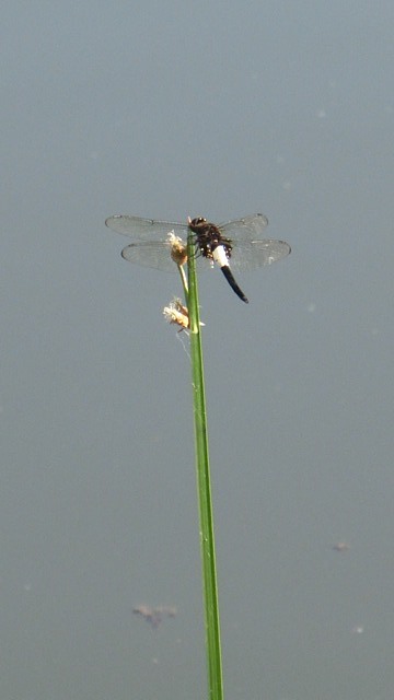 d0181492_9273436.jpg
